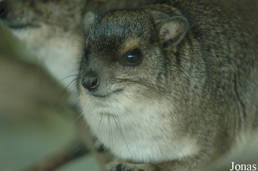 Heterohyrax brucei