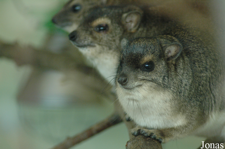 Heterohyrax brucei