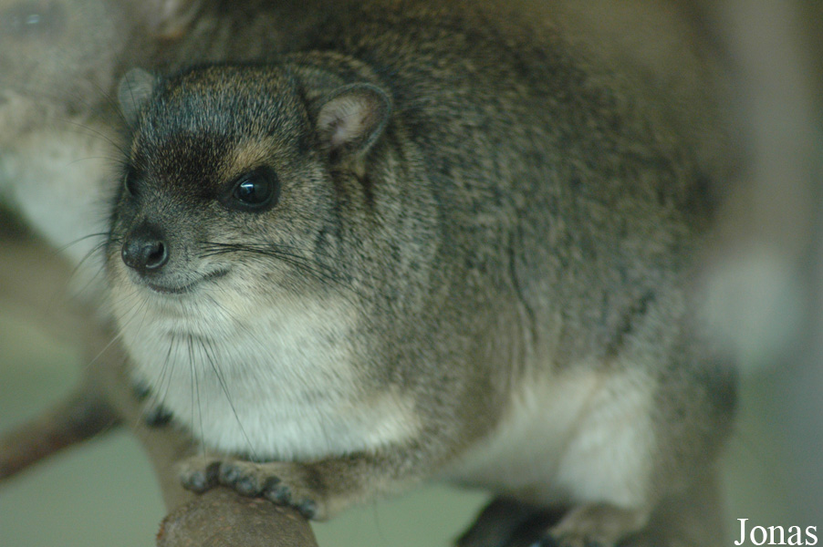 Heterohyrax brucei