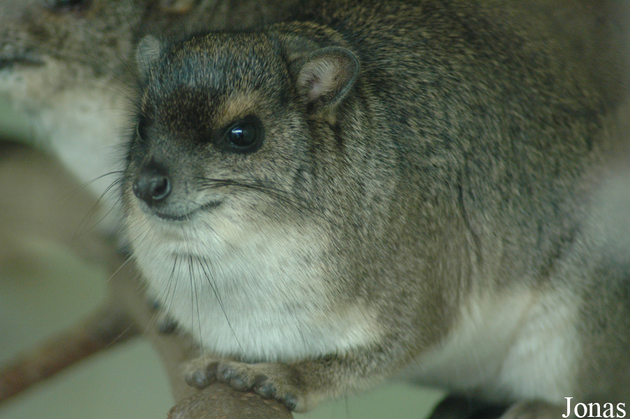 Heterohyrax brucei