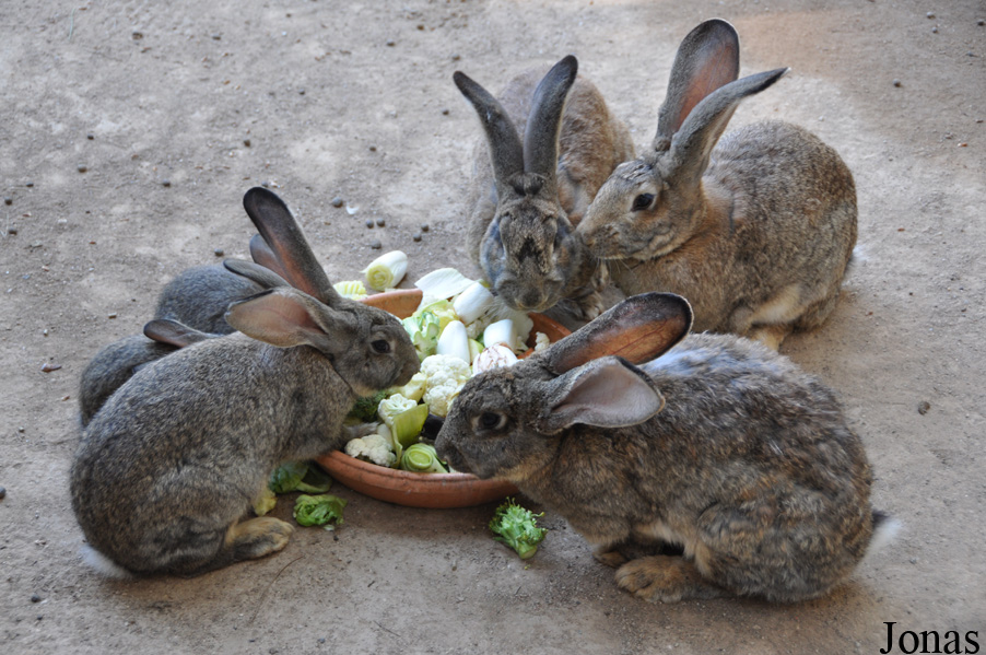 Можно давать кроликам капусту. Кролик Фландр. Крольчата Фландр. Кормовой кролик. Питание кроликов.