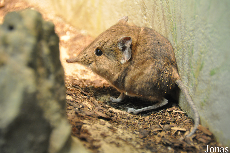 Macroscelides proboscideus