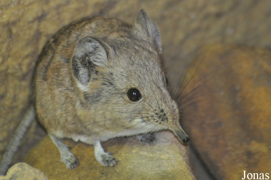 Macroscelides proboscideus