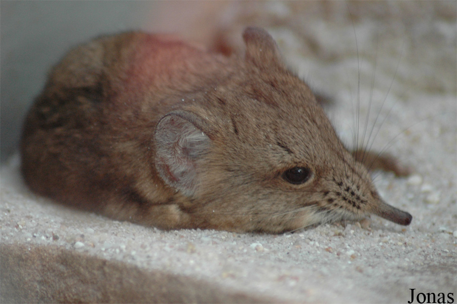 Macroscelides proboscideus