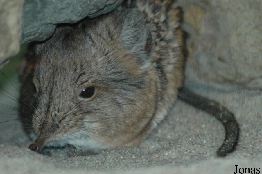 Macroscelides proboscideus