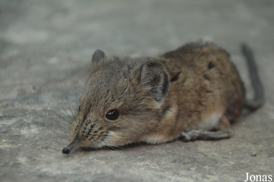 Macroscelides proboscideus