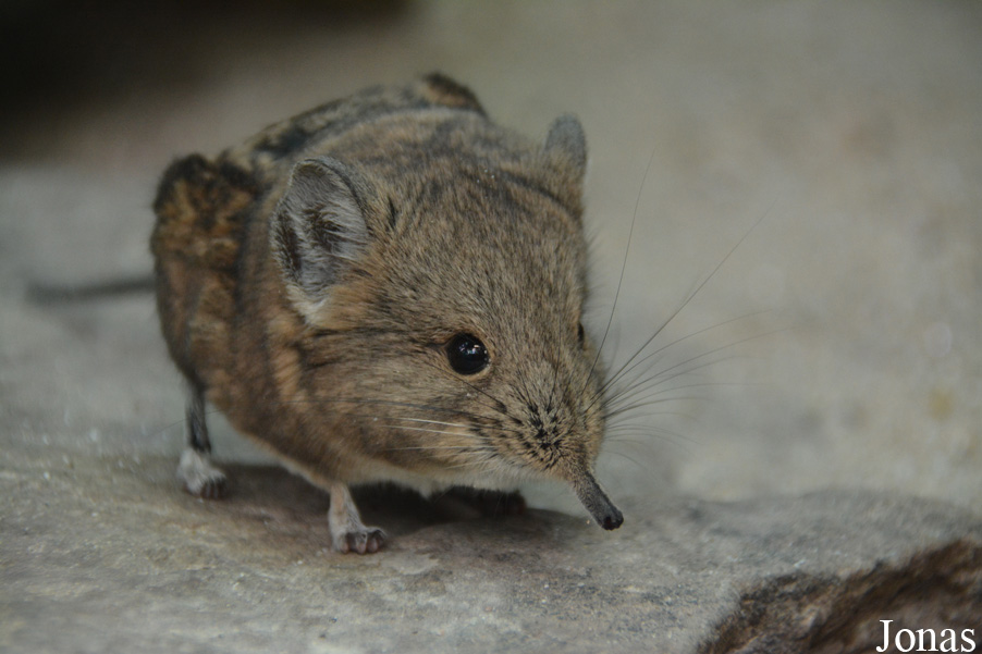 Macroscelides proboscideus
