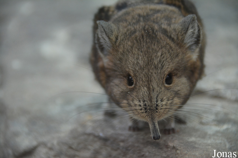 Macroscelides proboscideus