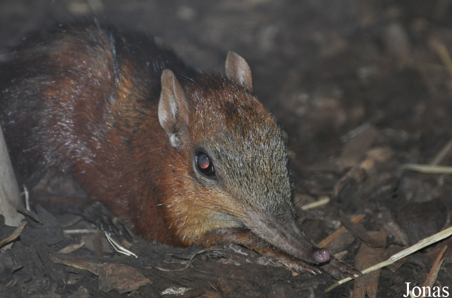 Rhynchocyon cirnei
