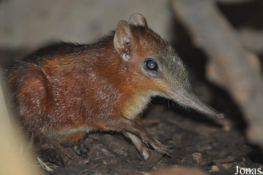 Rhynchocyon cirnei