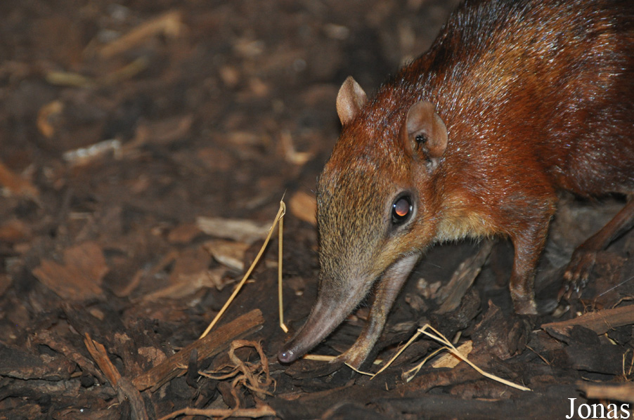 Rhynchocyon cirnei