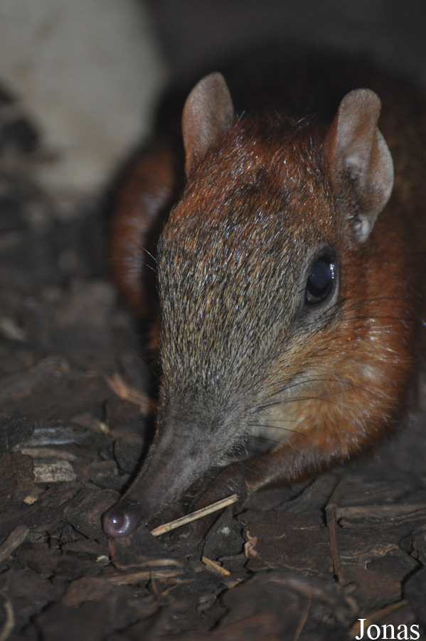 Rhynchocyon cirnei
