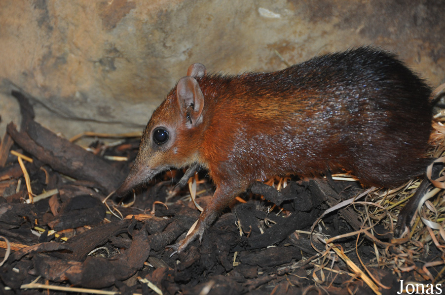 Rhynchocyon cirnei