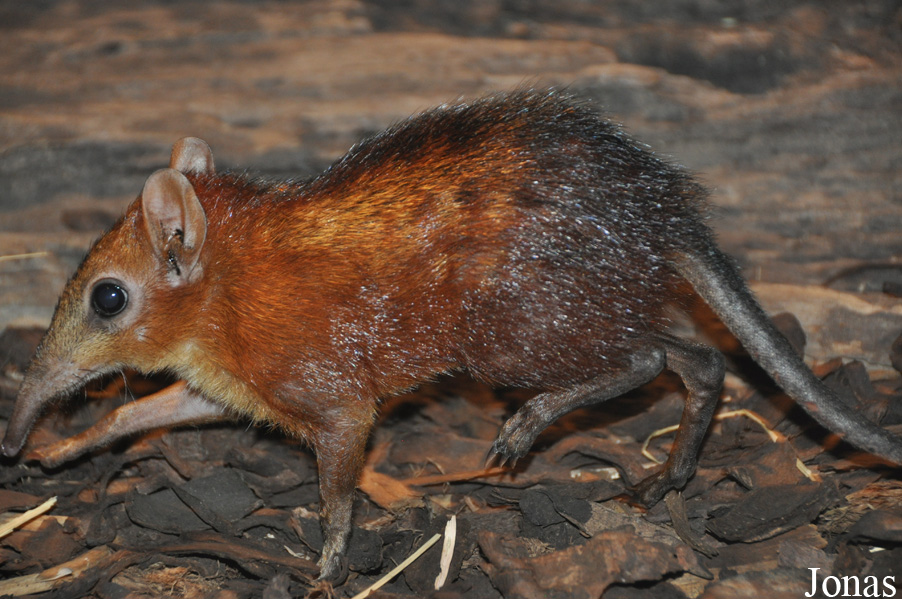 Rhynchocyon cirnei