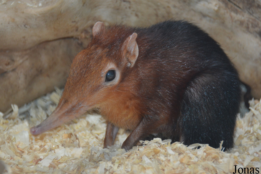 Rhynchocyon petersi
