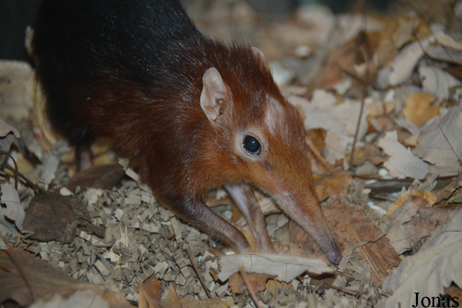 Rhynchocyon petersi