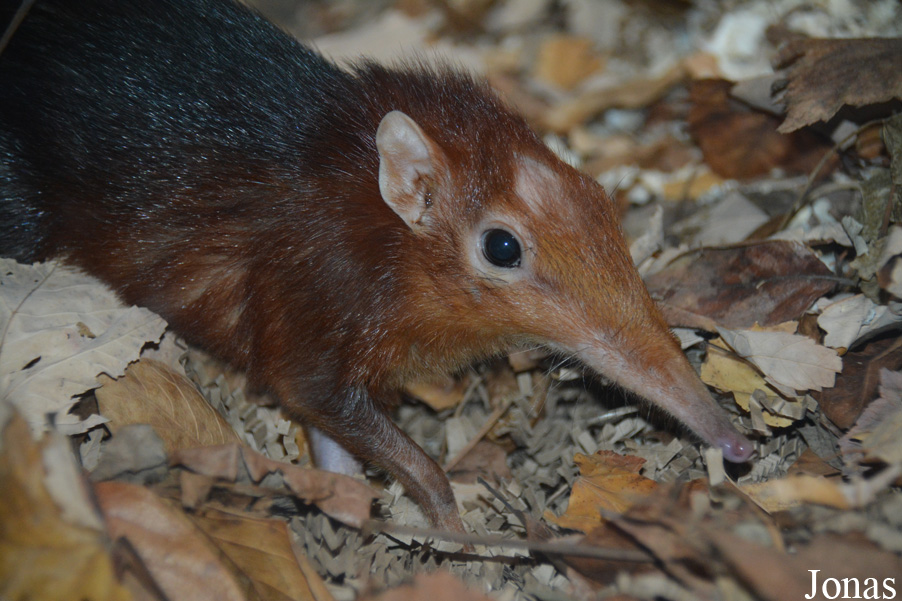 Rhynchocyon petersi