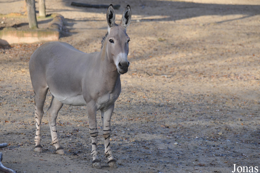 Equus africanus somalicus