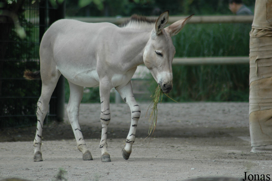 Equus africanus somalicus