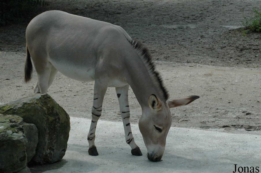 Equus africanus somalicus