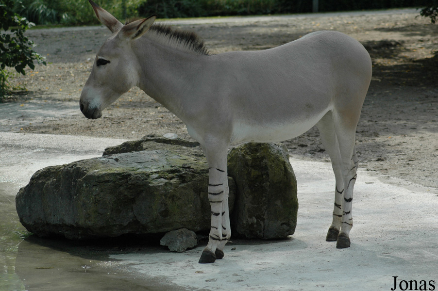Equus africanus somalicus