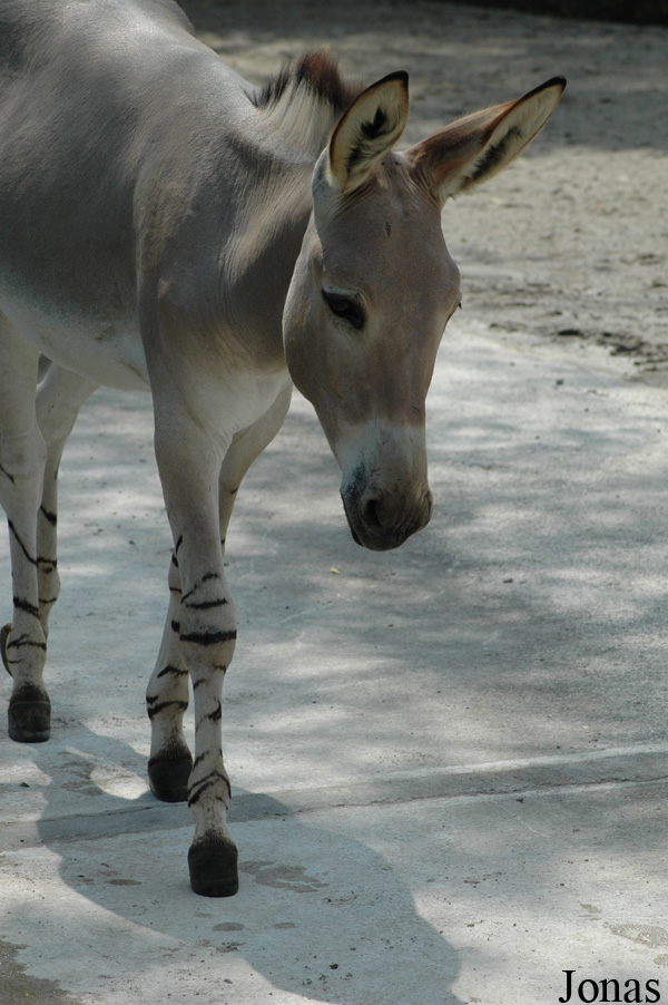 Equus africanus somalicus