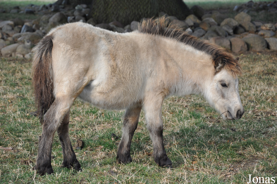 Cheval domestique