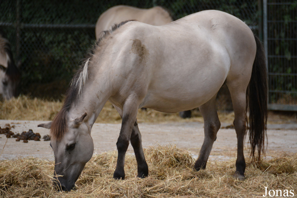 Cheval de Heck
