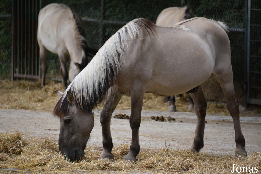 Cheval de Heck
