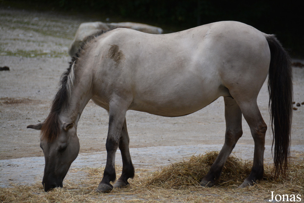 Cheval de Heck