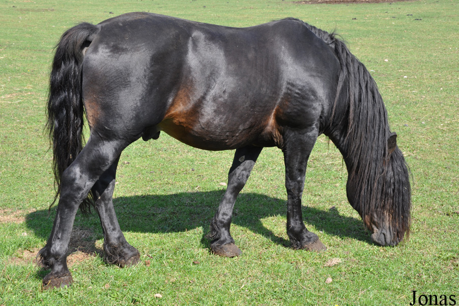Cheval Posavina