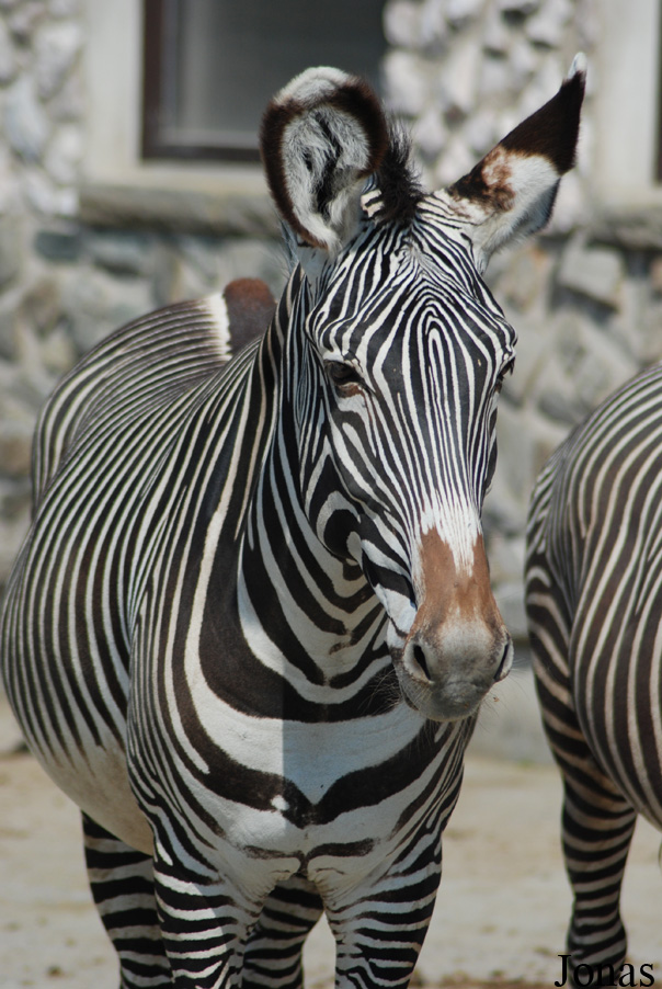Equus grevyi
