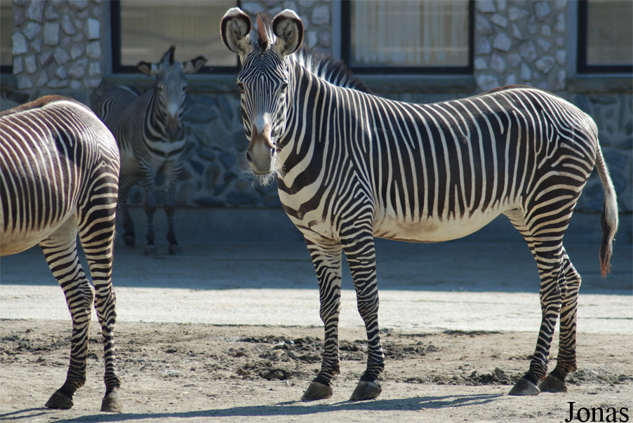 Equus grevyi
