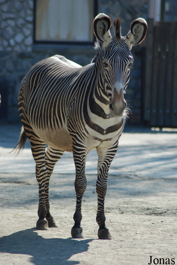 Equus grevyi