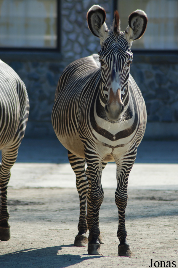 Equus grevyi