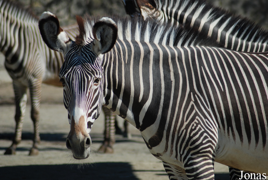 Equus grevyi