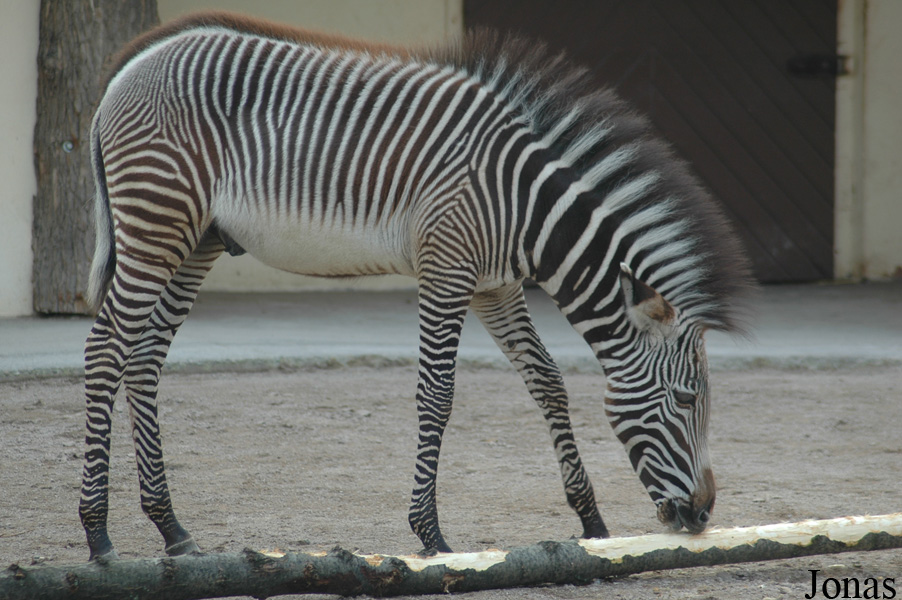 Equus grevyi