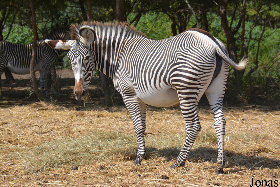 Equus grevyi
