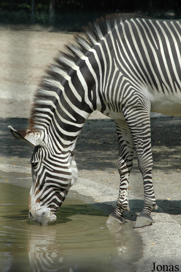 Equus grevyi
