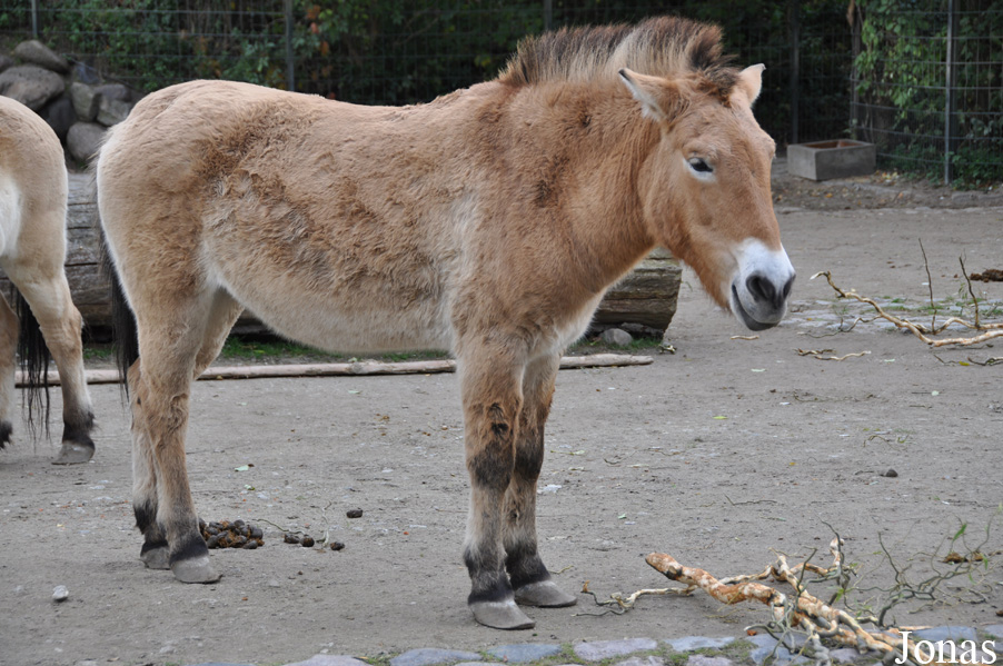 Equus przewalskii