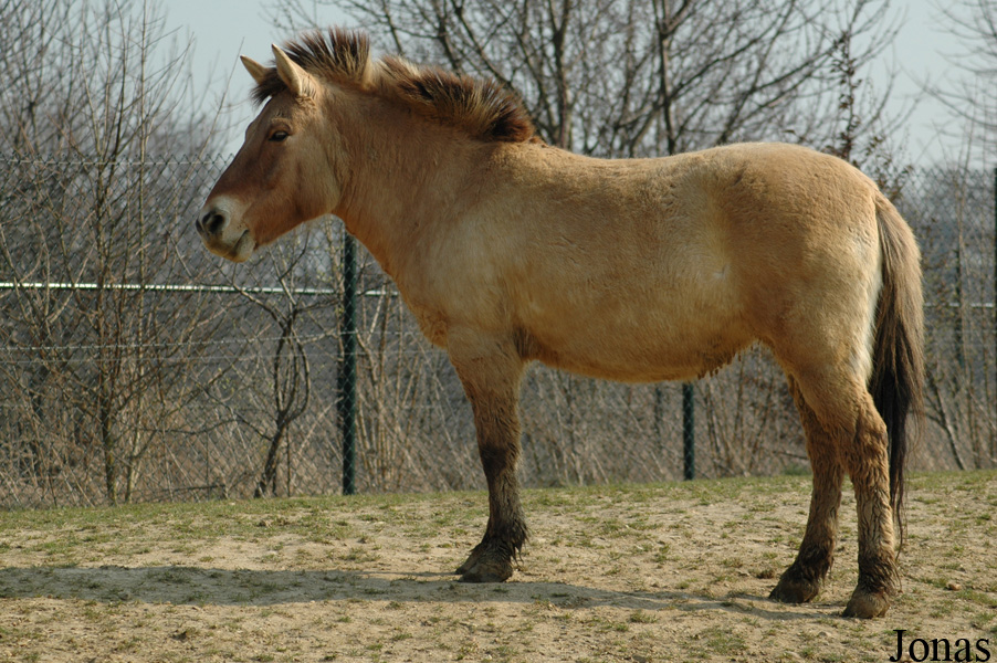 Equus przewalskii