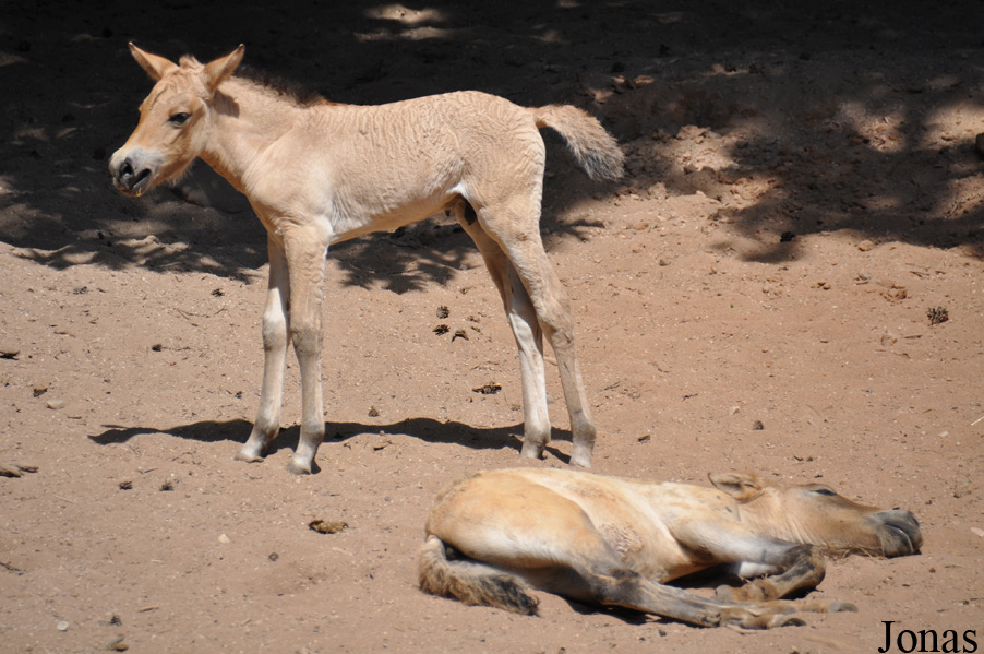 Equus przewalskii