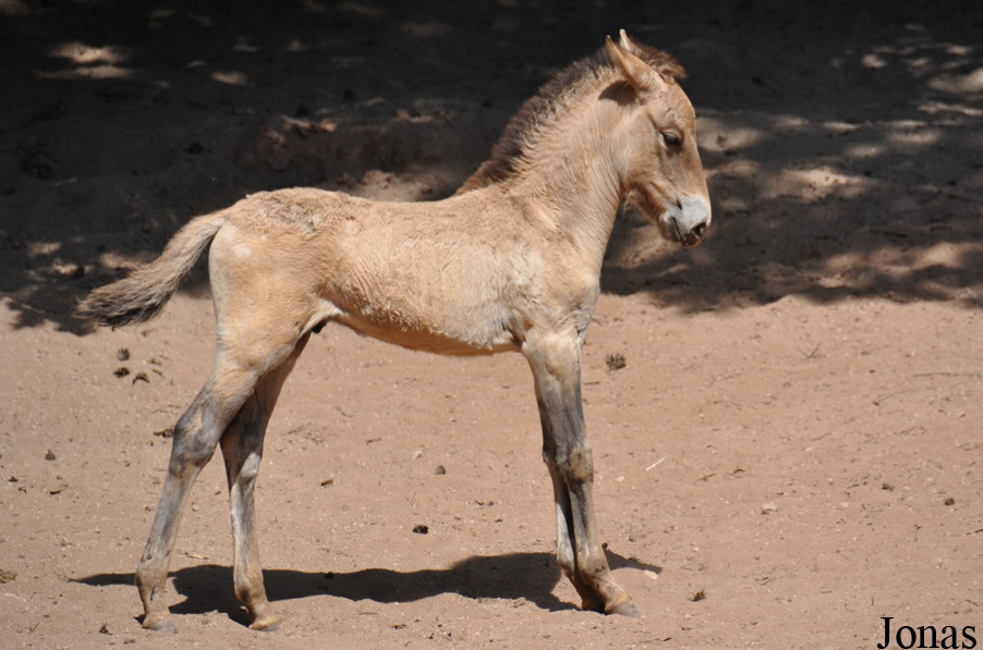 Equus przewalskii