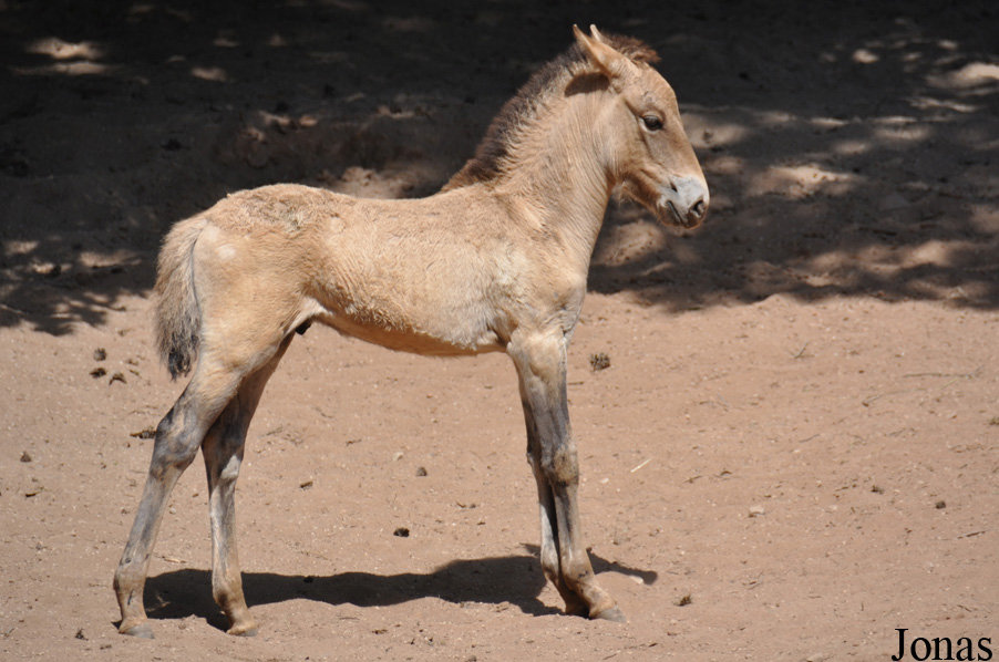 Equus przewalskii