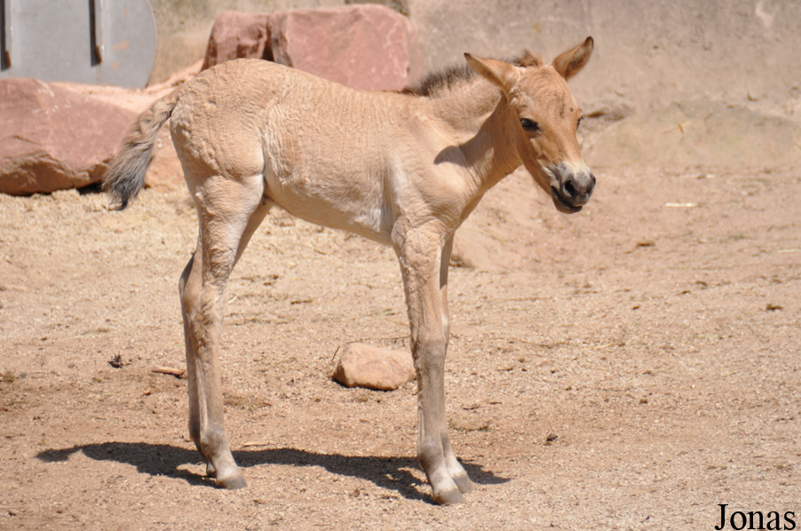Equus przewalskii