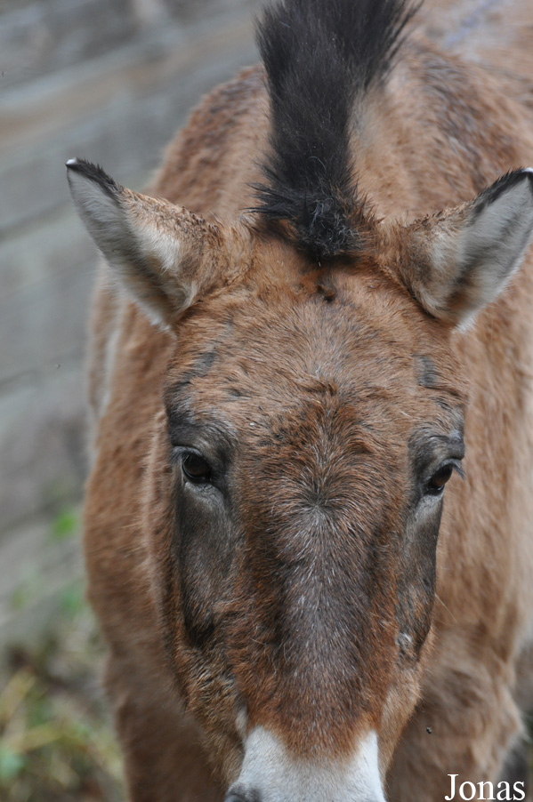 Equus przewalskii