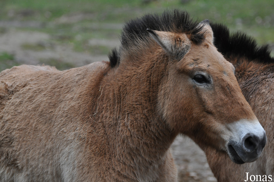 Equus przewalskii