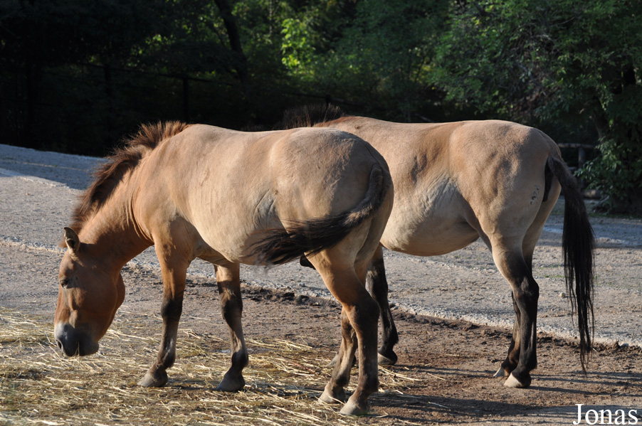 Equus przewalskii