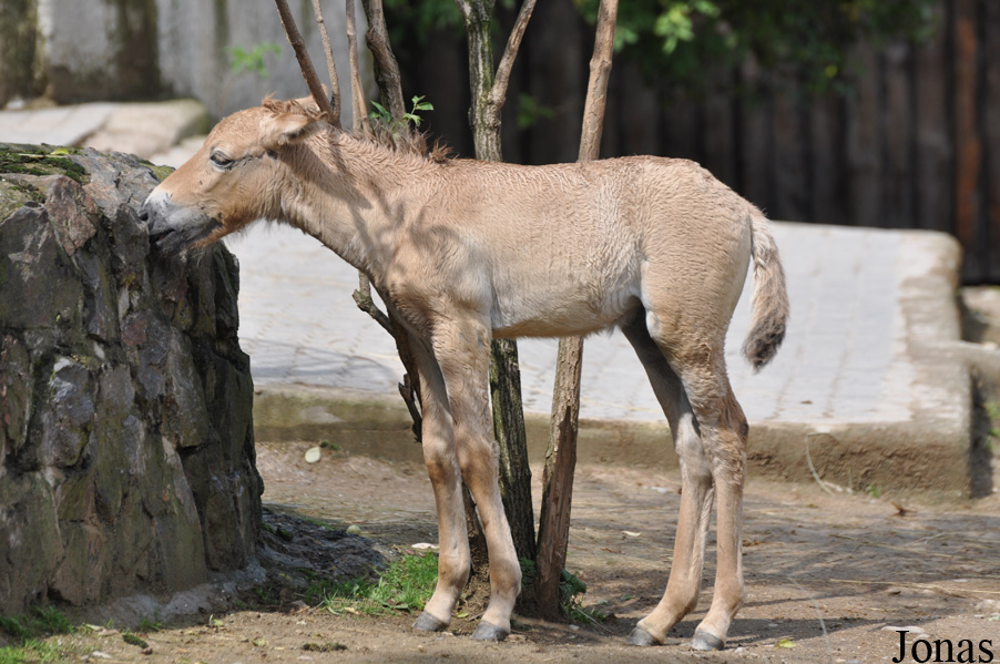 Equus przewalskii