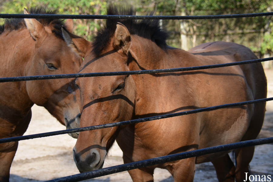 Equus przewalskii